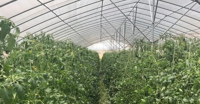 Increase production and save money! Why do farmers grow tomatoes in planting growth bags? Let's come and see