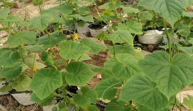 Another way to grow cucumbers is soilless cultivation in gardening, which has good root system and high yield, and is suitable for farmers
