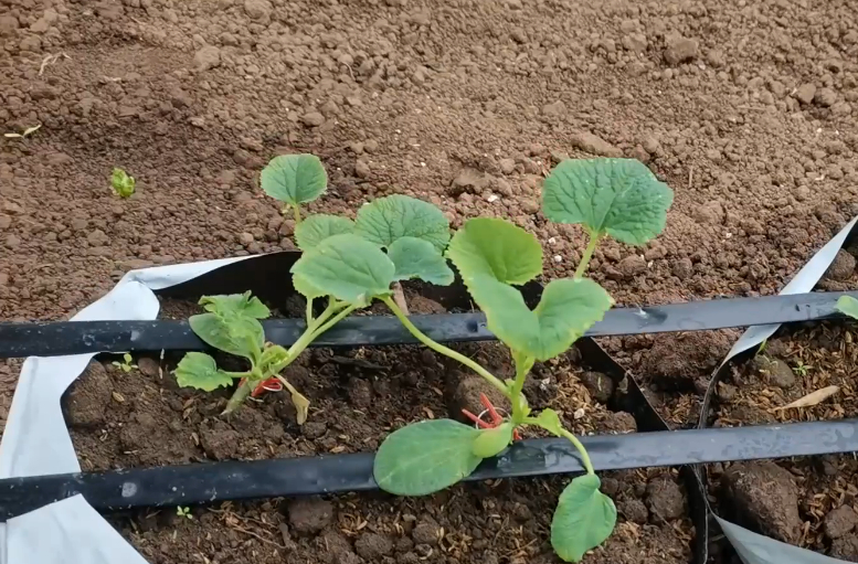 Earthworm dung is used for soilless cultivation. Pay attention to 3 points. You can grow melons and vegetables without mistakes, and the effect is good.