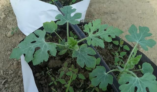 What are the advantages of soilless cultivation of watermelon in gardening? Compared with 2 points, it costs less and grows well