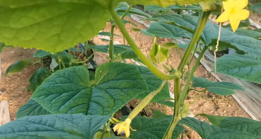 Do not want to lack fertilizer bend melon more, cucumber melon filling period how to fertilize The right way to know it in gardening