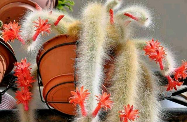 The monkey tail column in the cactus, the nine-tailed fox in the succulent world, is not only easy to raise, blossom but also very beautiful in gardening