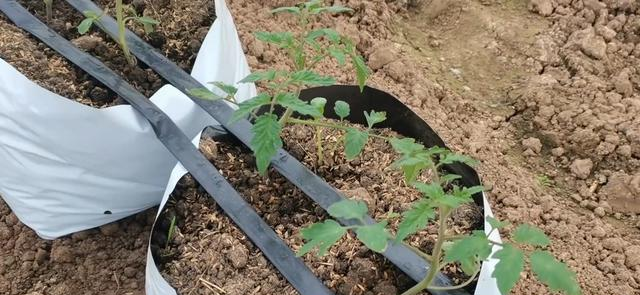 Why did you cut back on the tomatoes? 3 common problems that farmers should pay attention to in the future in gardening