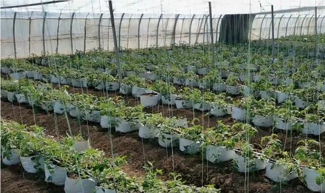 Cheap and durable planting bags, suitable for growing melons and vegetables. One bag can plant two, which is very convenient.