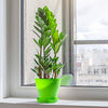 Delxo 8 Pcs 5.5" Plastic Plants Nursery Pots Reusable Plant Seeding Nursery Pot ，Colorful Flower Plant Container Seed Starting Pots with Pallet,8 Colors - delxousa