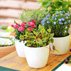 Delxo 5pcs Plant Pots，Flower Pots Indoor with Saucers and Drainage Hole,Plastic Nursery Garden Pots for Plants,Flower.4/4.5/5.5/6.3/7 Inch Planter Pot White - delxousa