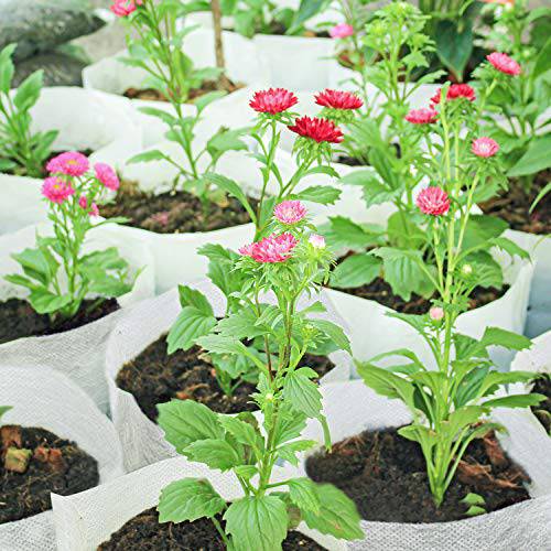 Nursery Bags 200 PCS 2 Size Biodegradable Non-Woven Nursery Bags Plant Grow Bags Fabric Seedling Pots Plants Pouch Home Garden Supply 3.5"X4.7"(100PCS)，5"X5.9"(100PCS) - delxousa