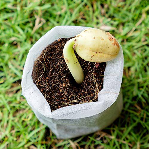 Nursery Bags 200 PCS 2 Size Biodegradable Non-Woven Nursery Bags Plant Grow Bags Fabric Seedling Pots Plants Pouch Home Garden Supply 3.5"X4.7"(100PCS)，5"X5.9"(100PCS) - delxousa